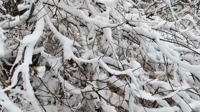 #первыц снег прогулка по лесу