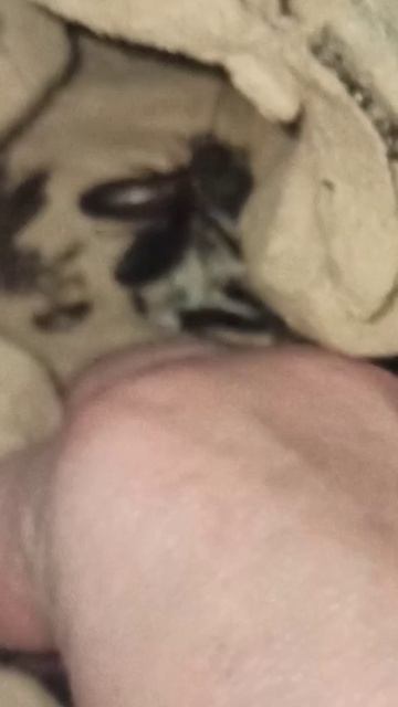 Декабрьская трава для мраморных тараканов. 12 декабря 2025 г.