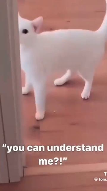 Видео от МЯУтаверс – как метавселенная, но с котами