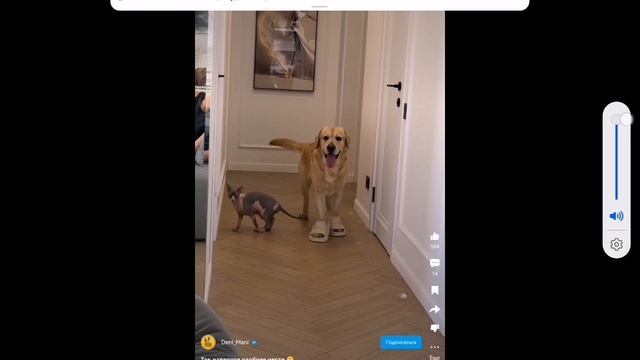 увидела смешное видео