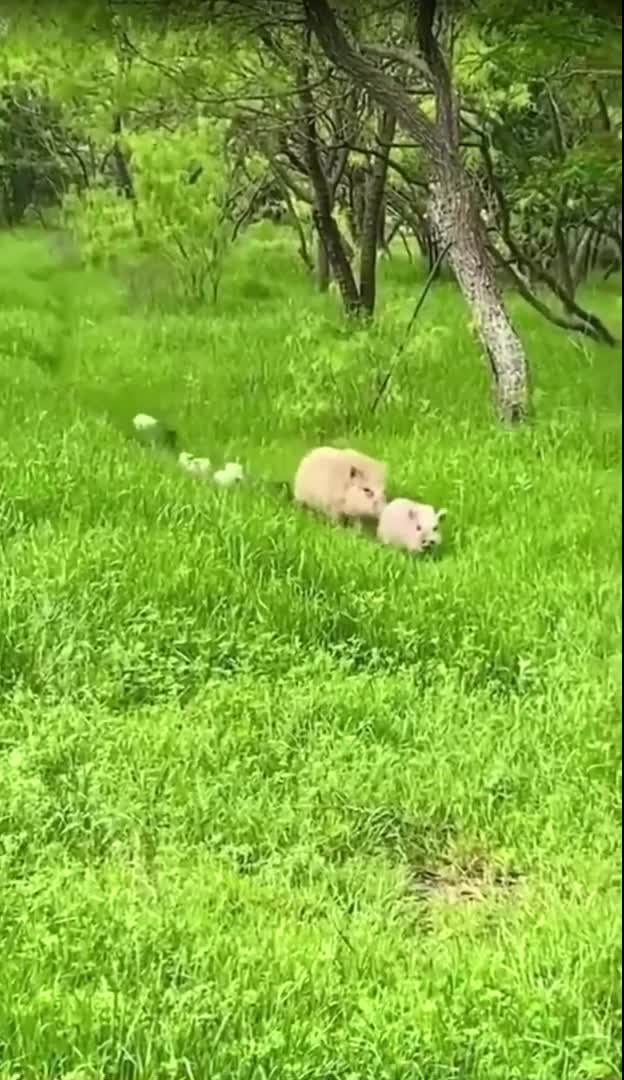 #забавнаяреклама #видеоэффект #котолюб #глупыевидео #kitten #трендовыевидео #прикольныеистории #с...