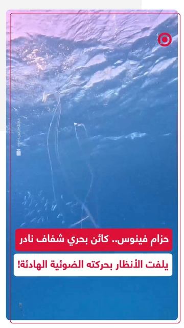 حزام فينوس.. كائن بحري نادر يظهر كشريط شفاف في أعماق البحار