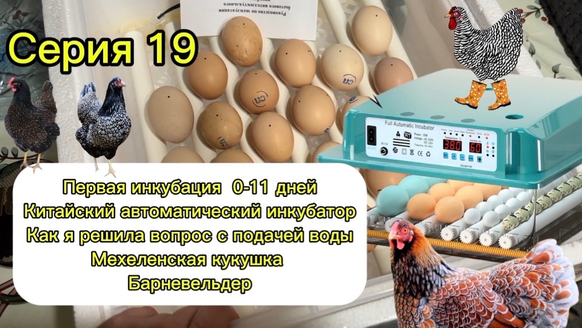 Серия 19. Инкубация часть 1, с 0 до 11 дней. Китайский инкубатор. Мехеленская кукушка. Барневельдер