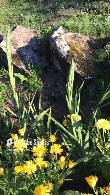 Ленобласть. Хвойное. 23.07.2024. Цветы на даче. Гладиолусы со цветоносами