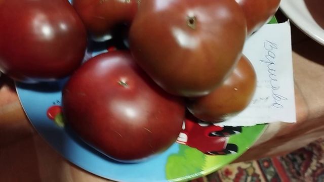 Выставка томатов, выращенных в Кировской области. СКИДКИ на СЕМЕНА! т. 89229284031