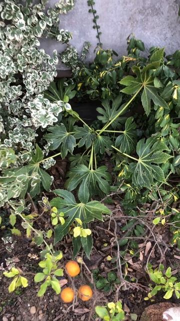 14 декабря 2025. Первый мороз. Вечнозелёные растения.