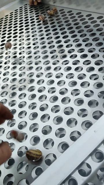 улиточная ферма в городе несвиж