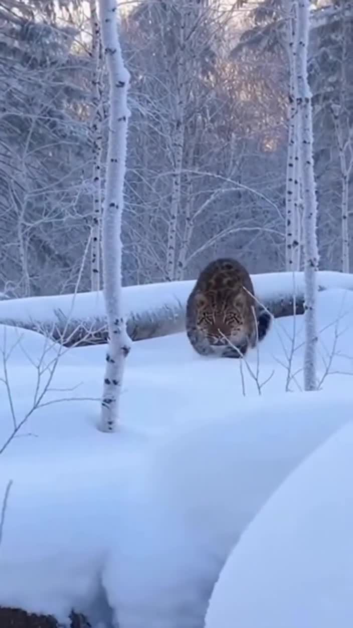 #животные #видео #Милые