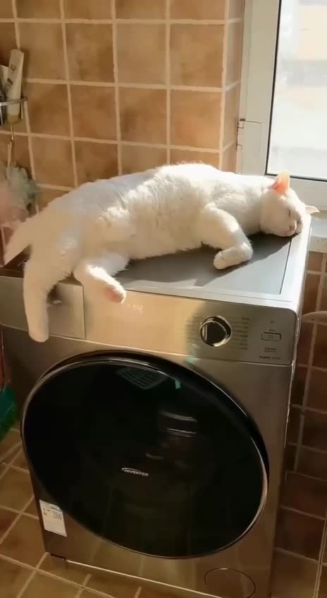 Хорошо лежим!👍😻