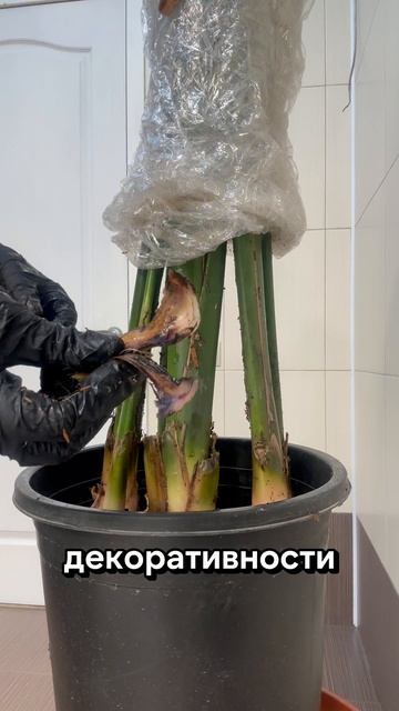 Шикарная стрелиция Николая