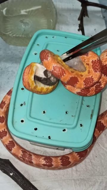 Кормление Бахиды. 10 декабря 2025 г.