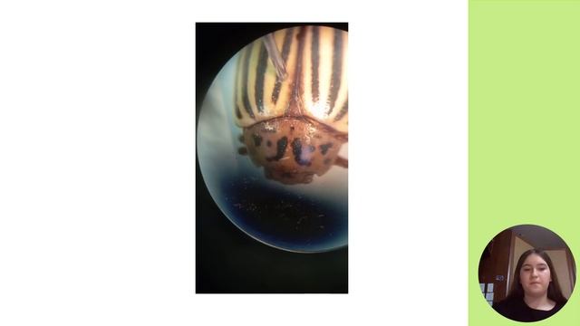 Слобожанина Е.Е. Курган