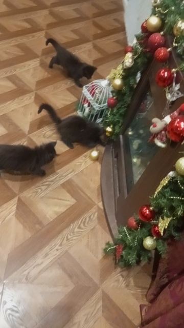 Котята