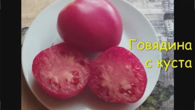 Каталог томатов на 2026 год. Часть 8.СКИДКИ на СЕМЕНА! г . Киров т. 89229284031