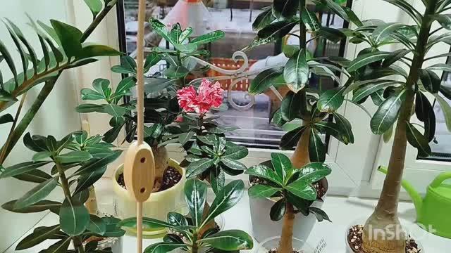 ❄Адениумы зимой, нюансы полива. 💦