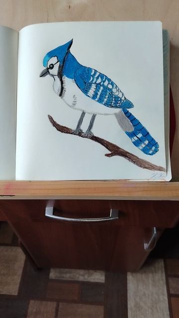 ГОЛУБАЯ СОЙКА