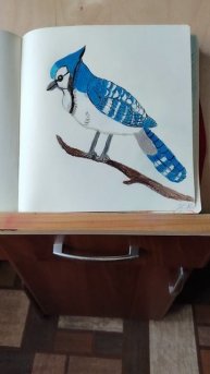 ГОЛУБАЯ СОЙКА