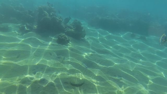 2025-11-17_092404 Рыбки Клоун Корис попугай хирург