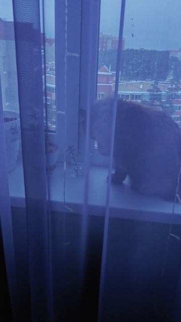 Пока хозяин не видит 😏