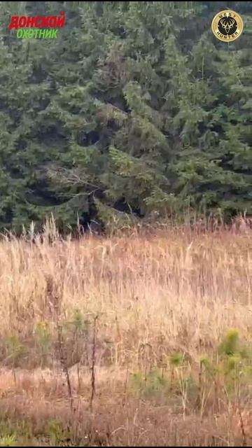 Охота на Оленя и лося . Им сегодня повезло - охота не на них