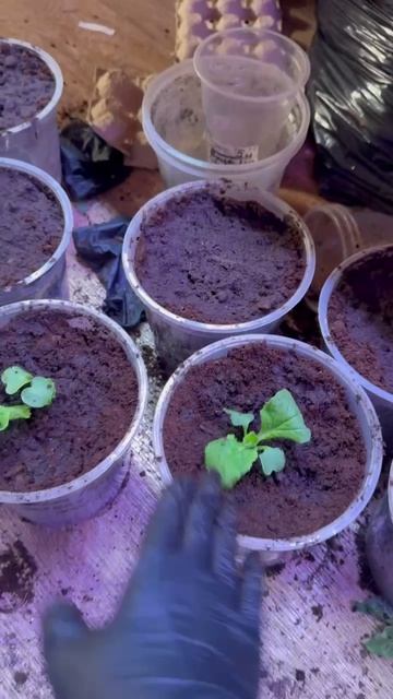 Рассаживаю пекинскую капусту для оранжереи☘️