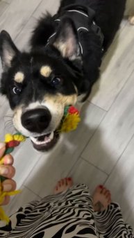 Лёша ищет дом 2