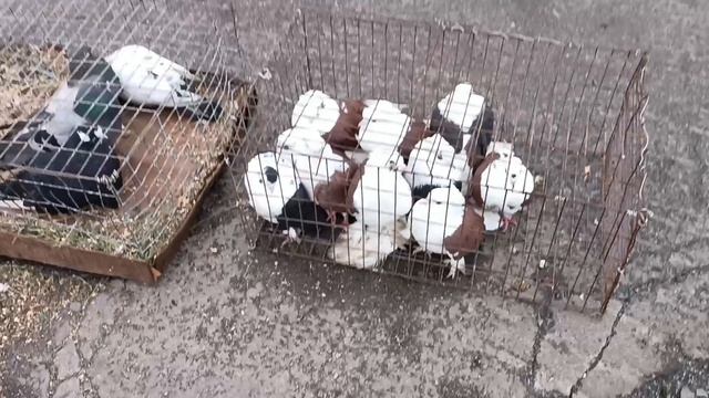 Ярмарка голубей, 13.12.25, Шахтерск