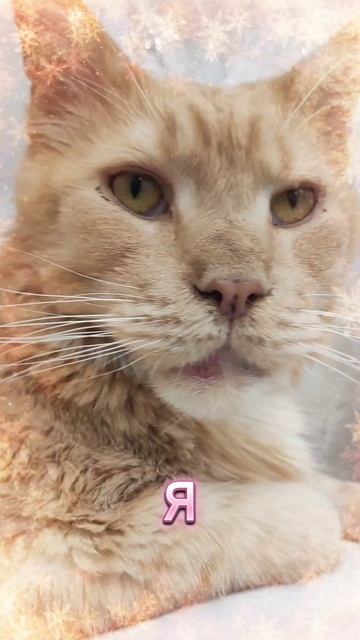 Майонез #мейкун #cat #новогоднеевидео #котики #видосыоткота #мейнкун #кот #коты #новыйгод #2026