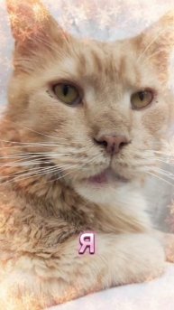 Майонез #мейкун #cat #новогоднеевидео #котики #видосыоткота #мейнкун #кот #коты #новыйгод #2026