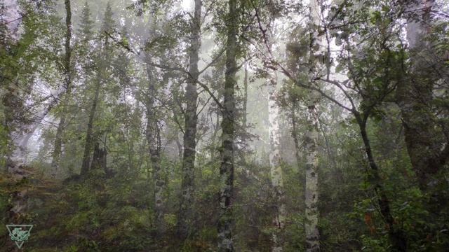 Туманное утро (2020)