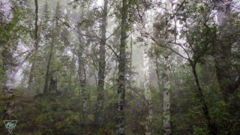 Туманное утро (2020)