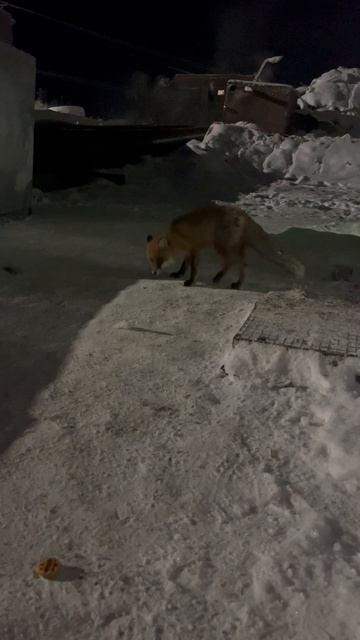 Подруга пришла проведать