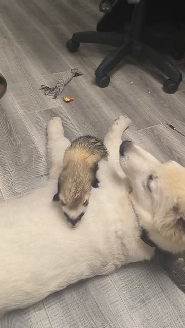 Триса и Сайка