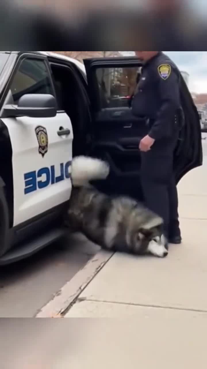 #видео #животные #Милые