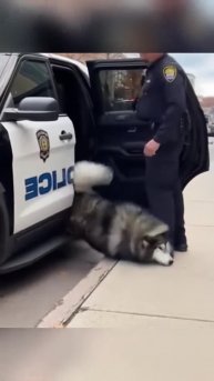 #видео #животные #Милые