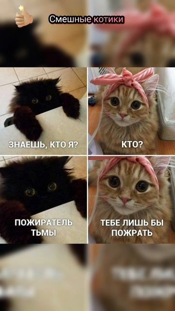 #Смешные котики #котики