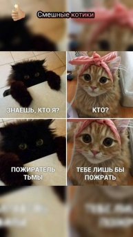 #Смешные котики #котики