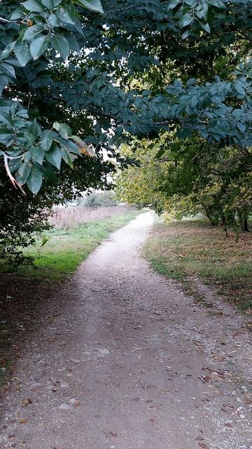 Куда ведешь меня, дорога?