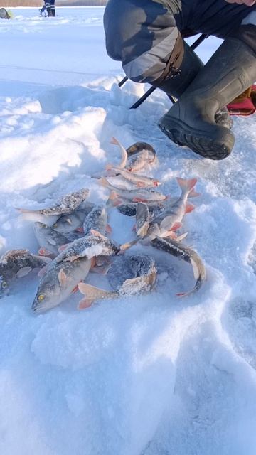 Как рыбалка Батя?! 😁