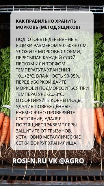 Как правильно хранить морковь (метод ящиков)