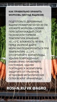Как правильно хранить морковь (метод ящиков)
