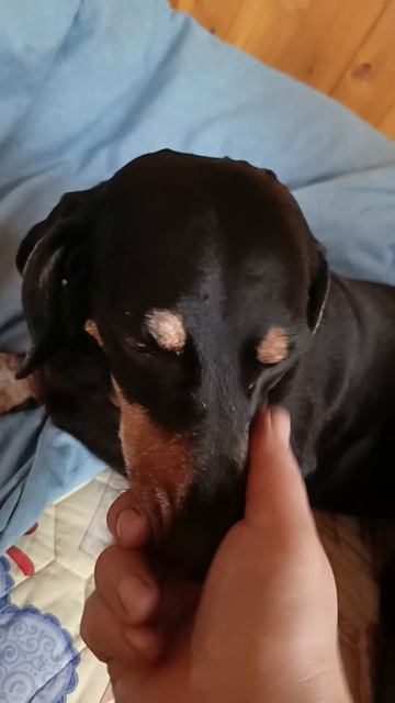 Наша сладкая,Фусечка