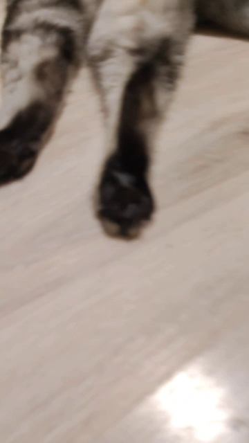 КотоФЕЯ Бонифацивна🐈