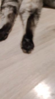 КотоФЕЯ Бонифацивна🐈