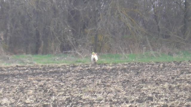 Охота на зайца с собаками сезон 2025-2026г (25 часть)