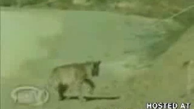 Рысь и змея жми нравится )))