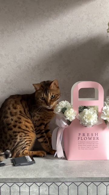 Мой кот тоже любит цветы… Есть и ронять, разливая воду)