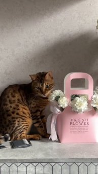 Мой кот тоже любит цветы… Есть и ронять, разливая воду)