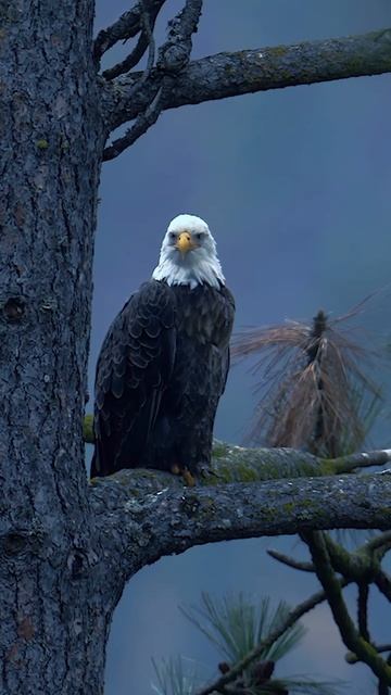 🦅 Белоголовый орлан