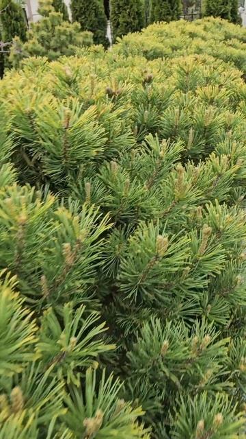 Для чего используются ножницы для формирования сосен?